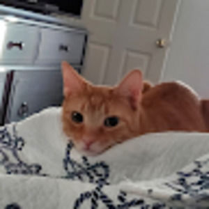 Meet your Posher, Amy